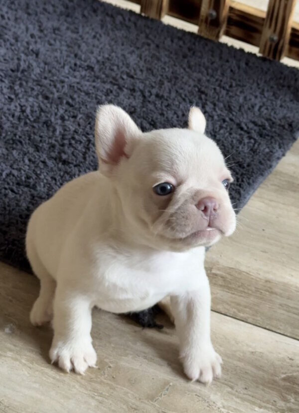 Spartak French Bulldog Spartak French Bulldog