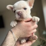 Spartak-male-french-bulldog-puppy-for-sale-1 (3)