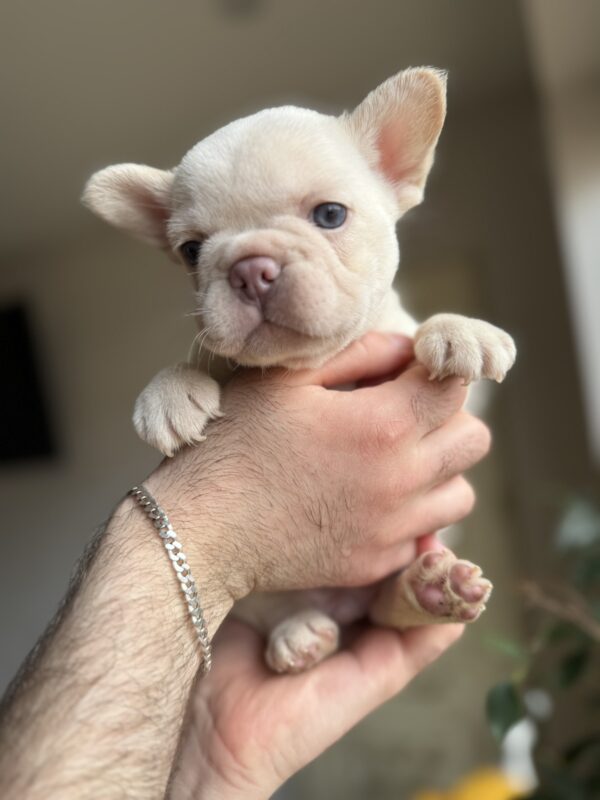 Spartak French Bulldog Spartak French Bulldog