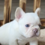 Spartak-male-french-bulldog-puppy-for-sale-1 (4)