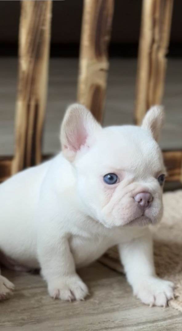 Spartak French Bulldog Spartak French Bulldog