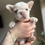 Spartak-male-french-bulldog-puppy-for-sale-1 (4)