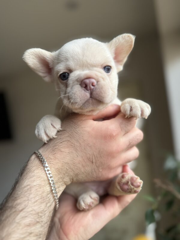 Spartak French Bulldog Spartak French Bulldog