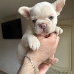 Spartak-male-french-bulldog-puppy-for-sale-1 (5)