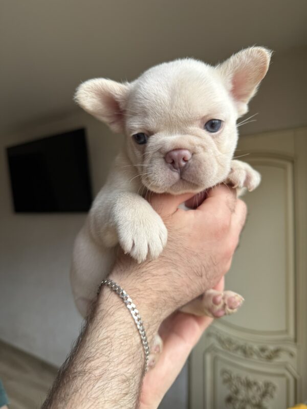 Spartak French Bulldog Spartak French Bulldog