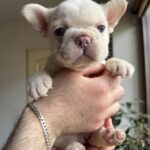 Spartak-male-french-bulldog-puppy-for-sale-1 (6)