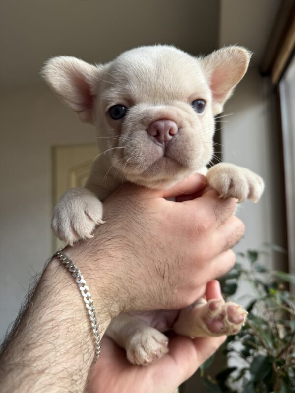 Spartak French Bulldog Spartak French Bulldog