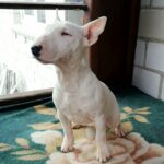 Sunny-female-Miniature-Bull-Terrier-puppy-for-sale-1