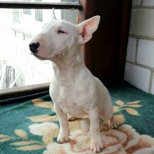 Sunny Miniature Bull Terrier Sunny Miniature Bull Terrier