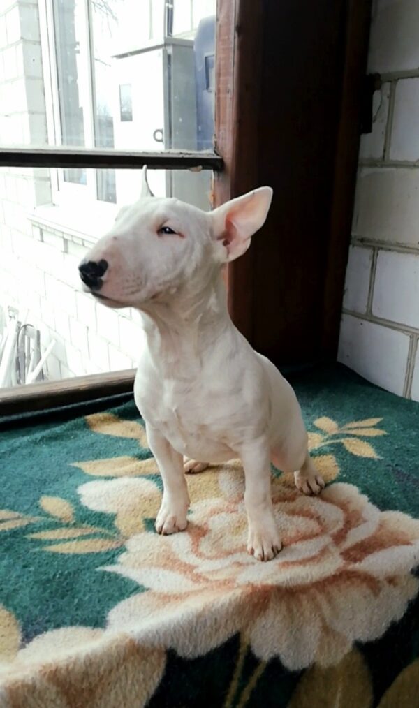 Sunny Miniature Bull Terrier Sunny Miniature Bull Terrier