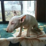 Sunny-female-Miniature-Bull-Terrier-puppy-for-sale-2