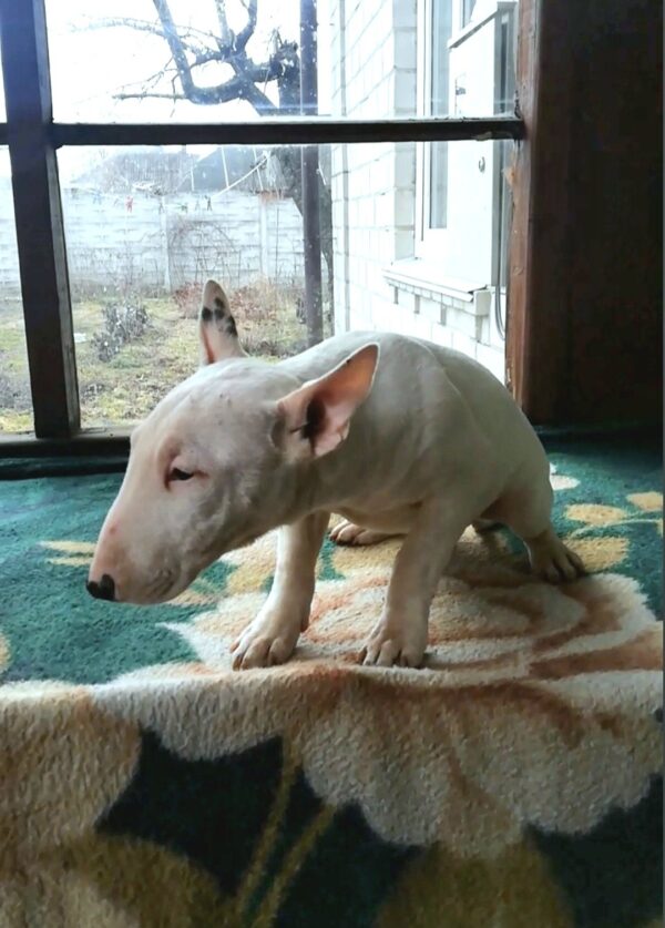 Sunny Miniature Bull Terrier Sunny Miniature Bull Terrier