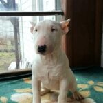 Sunny-female-Miniature-Bull-Terrier-puppy-for-sale-3