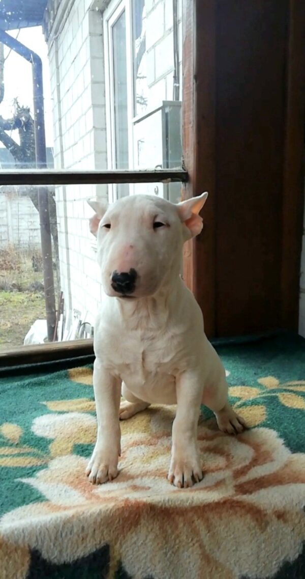 Sunny Miniature Bull Terrier Sunny Miniature Bull Terrier