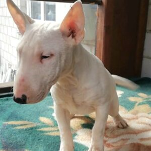 Sunny Miniature Bull Terrier Sunny Miniature Bull Terrier