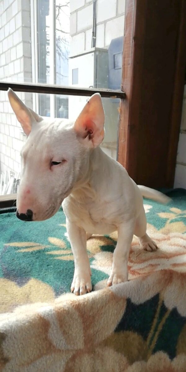 Sunny Miniature Bull Terrier Sunny Miniature Bull Terrier