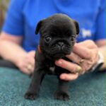Sunny-female-pug-puppy-for-sale- (2)