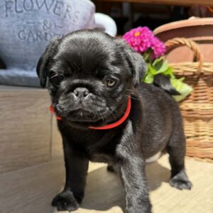 Sunny Pug Sunny Pug
