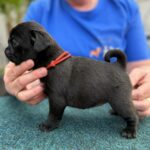 Sunny-female-pug-puppy-for-sale- (3)