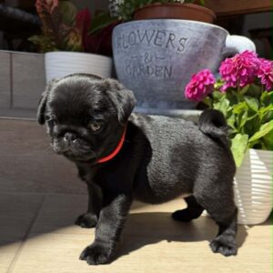 Sunny Pug Sunny Pug