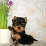 Taffy-female-yorkshire-terrier-puppy-for-sale- (1)