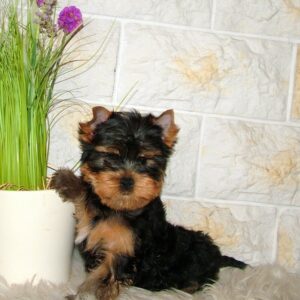 Taffy Yorkshire Terrier Taffy Yorkshire Terrier