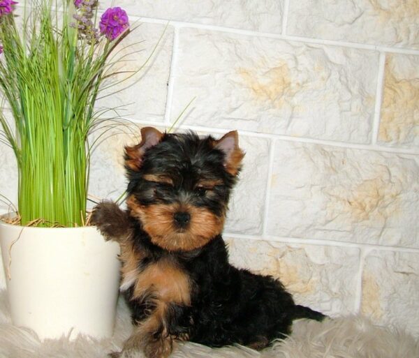 Taffy Yorkshire Terrier Taffy Yorkshire Terrier
