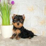 Taffy-female-yorkshire-terrier-puppy-for-sale- (2)