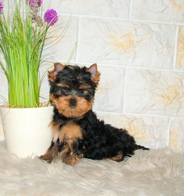 Taffy Yorkshire Terrier Taffy Yorkshire Terrier