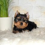 Taffy-female-yorkshire-terrier-puppy-for-sale- (3)