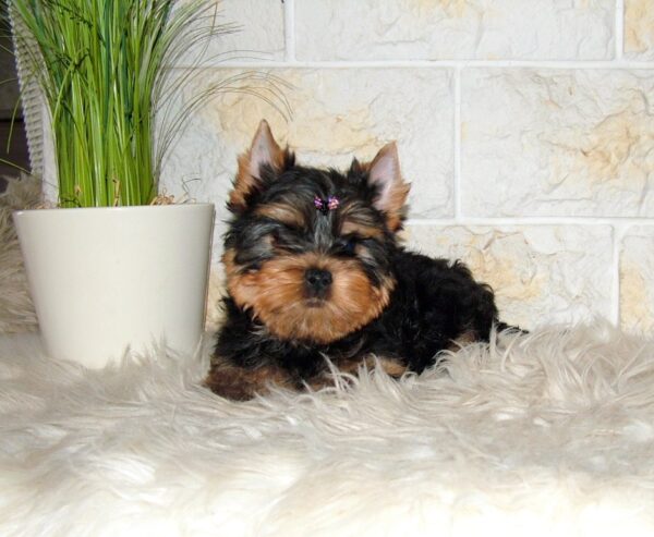 Taffy Yorkshire Terrier Taffy Yorkshire Terrier