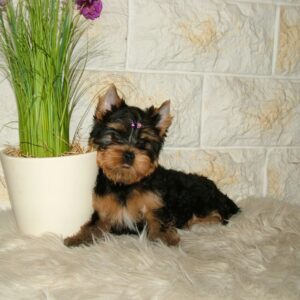 Taffy Yorkshire Terrier Taffy Yorkshire Terrier
