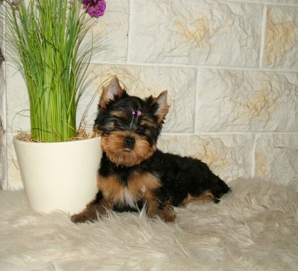 Taffy Yorkshire Terrier Taffy Yorkshire Terrier