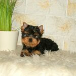 Taffy-female-yorkshire-terrier-puppy-for-sale- (5)
