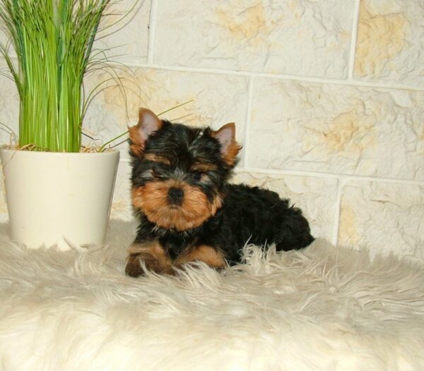 Taffy Yorkshire Terrier Taffy Yorkshire Terrier