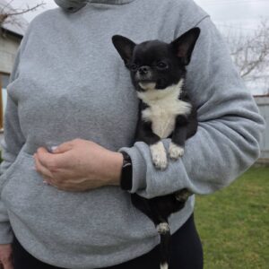 Taivar Chihuahua Taivar Chihuahua