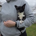 Taivar-male-chihuahua-puppy-for-sale-1 (2)