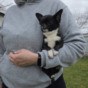 Taivar Chihuahua Taivar Chihuahua