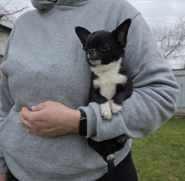 Taivar Chihuahua Taivar Chihuahua