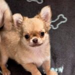 TeAmo-male-Chihuahua-puppy-for-sale-1