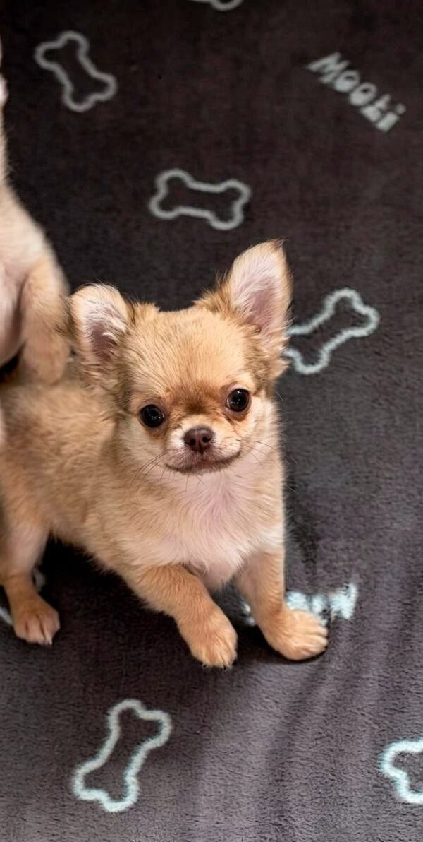 TeAmo Chihuahua TeAmo Chihuahua