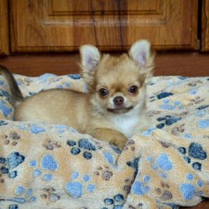 TeAmo Chihuahua TeAmo Chihuahua