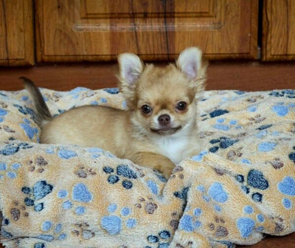 TeAmo Chihuahua TeAmo Chihuahua