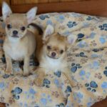 TeAmo-male-Chihuahua-puppy-for-sale-3