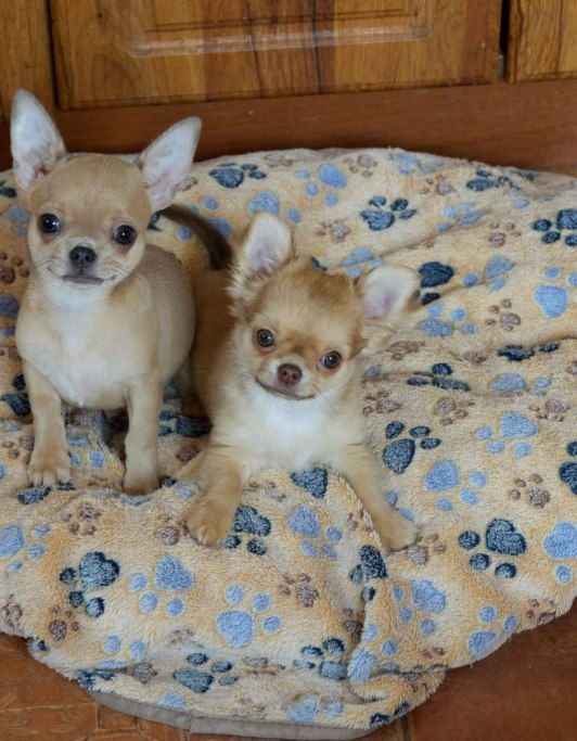 TeAmo Chihuahua TeAmo Chihuahua