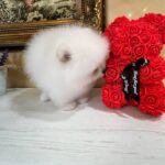 Temian-male-Pomeranian-puppy-for-sale-2