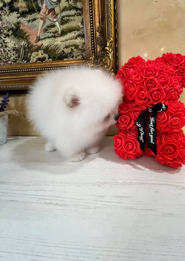 Temian Pomeranian Temian Pomeranian