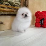 Temian-male-Pomeranian-puppy-for-sale-3