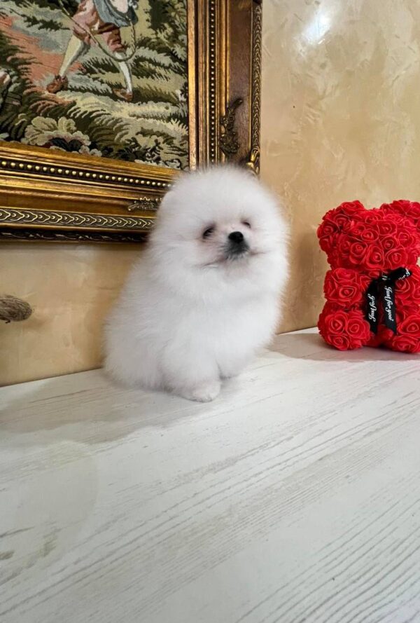 Temian Pomeranian Temian Pomeranian
