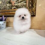 Temian-male-Pomeranian-puppy-for-sale-4